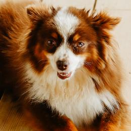 Toy Australian Shepherds from Emmy's Toy Aussies