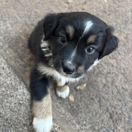 Molly - Black tri female Toy Australian Shepherd puppy in North Lakeport, California from Wild Rose Ranch