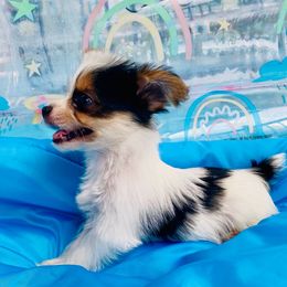 Tunner - Parti male Yorkshire Terrier puppy in Chattanooga, Tennessee from Fuzzy Yorkie Babies