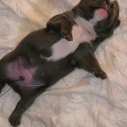 French Bulldog Puppies from Stephanie Dunagan