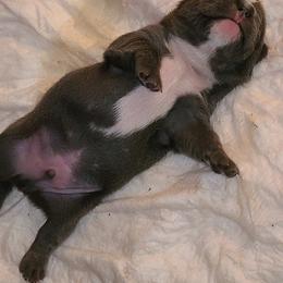 French Bulldog Puppies from Stephanie Dunagan