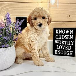 Goldendoodle Puppies from Jeremy Dafoe