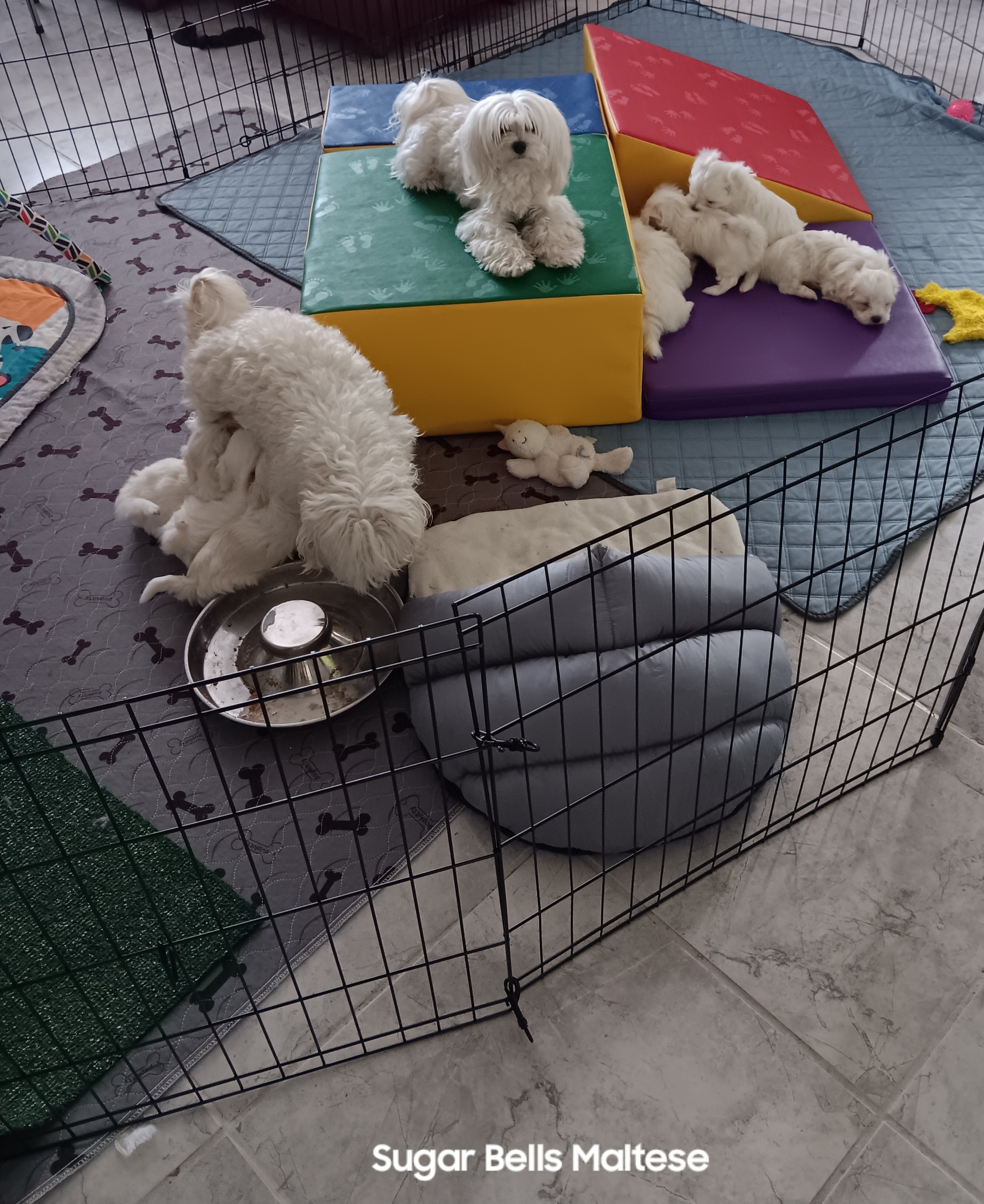 Maltese Puppies from SugarBellsMaltese