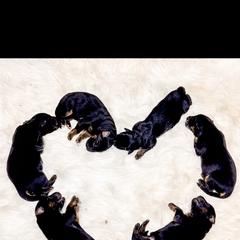 French Bulldog and German Shepherd Puppies from Iron Rim