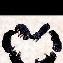 French Bulldog and German Shepherd Puppies from Iron Rim