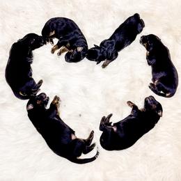 French Bulldog and German Shepherd Puppies from Iron Rim
