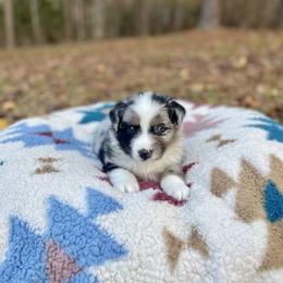 Australian Shepherd Puppies from Southern Tribute Farms