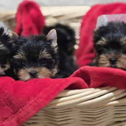 Yorkshire Terrier puppies from Twilights Yorkies FL