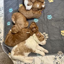 Brie (pink) - Red  female Poodle puppy in Burwell, Nebraska from Petersen Poodles