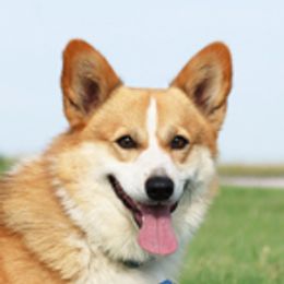 Jed - Pembroke Welsh Corgi