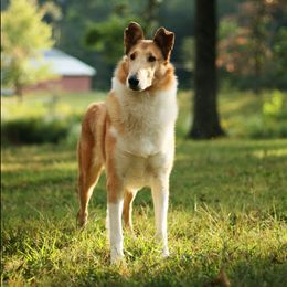 Chai - Collie
