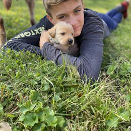 Labrador Retriever Puppies from Spring Water Labs of the Carolinas