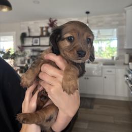 Rachel - Dapple female Dachshund puppy in Riverside, California from Mir and Dachshunds