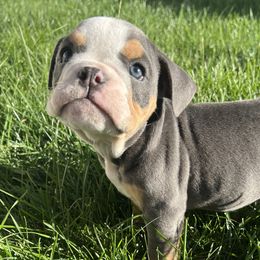 Girl 6 - Bulldog puppy in Sandy, Utah from K2I Bulldogs