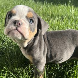 Girl 6 - Bulldog puppy in Sandy, Utah from K2I Bulldogs