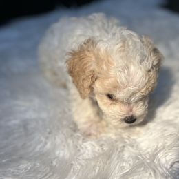 Poodle Puppies from Pawsome Poodles