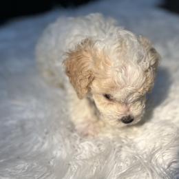 Poodle Puppies from Pawsome Poodles