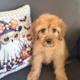 Sky - Apricot male Cavapoo puppy in Mc Kinney, Texas from Safari Doodles