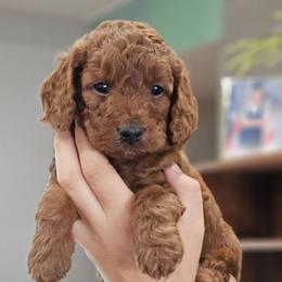 Elsa - Red female Cavapoo puppy in Glendale, Arizona from Cool Cavapoos