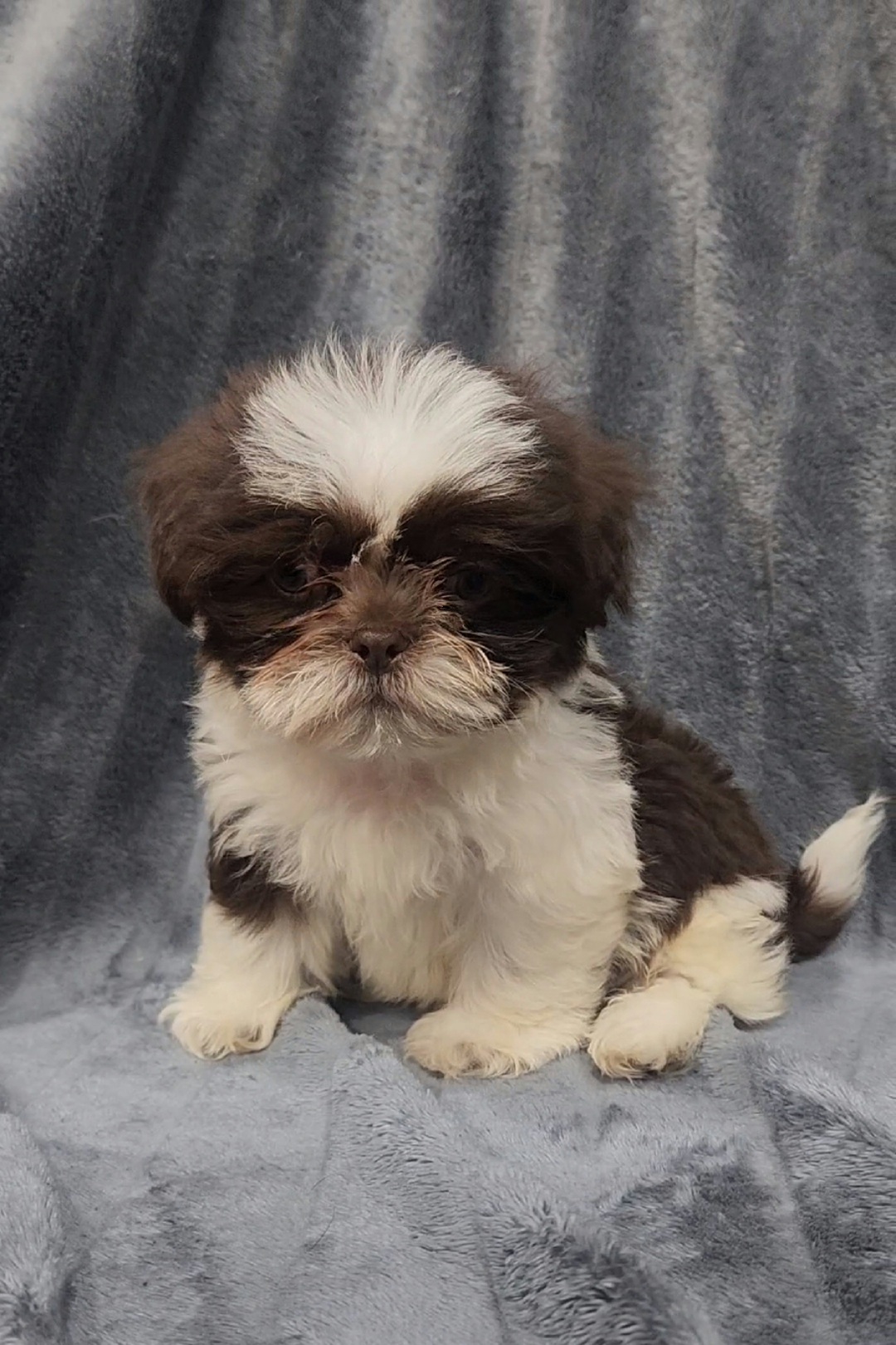 Percy - Liver and white male Shih Tzu puppy in Tampa, Florida from Fancy Shih Tzus Florida