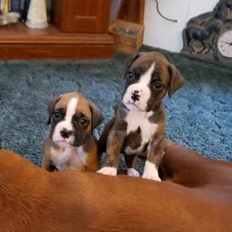 Boxer Puppies from Elevated Boxers
