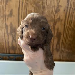 Gracie-Lindor - Chocolate female Dachshund puppy in Wolf Lake, Indiana from Canisteo Dachshunds