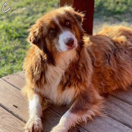 Magic - Australian Shepherd