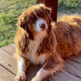 Magic - Australian Shepherd