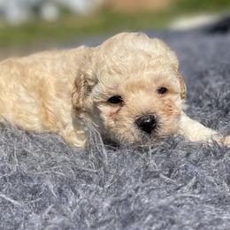 Freya - Cream female Poodle puppy in Purdy, Missouri from The Dynasty