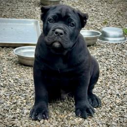 2nd Pick Male - male Cane Corso puppy in Crossville, Tennessee from CANE CORSO DI DROGHEDA