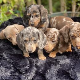 Dachshund Puppies from Doxie Dapples
