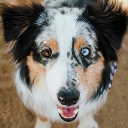 Aroya - Australian Shepherd