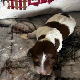 Will - Piebald male Dachshund puppy in Dorchester, Texas from Texas Mini Dachs