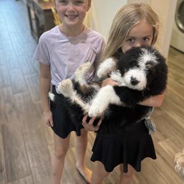 Bernedoodle and Goldendoodle Puppies from Central Texas Doodles