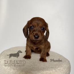 Phoebe - Brindle female Dachshund puppy in Royse City, Texas from Truehearted Miniature Dachshunds