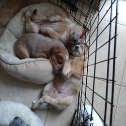 Australian Cattle Dog Puppies from FullMoon Cattle Dogs