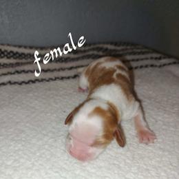 Myriam - Ruby female Cavalier King Charles Spaniel puppy in Lambertville, Michigan from Dream Dog LLC