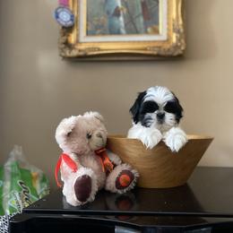 Girl 2 - Black and white female Shih Tzu puppy in Troy, Michigan from "Shihtzu Best Friend"
