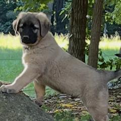 Anatolian Shepherd Dogs from Carolina Landstock