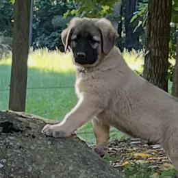 Anatolian Shepherd Dogs from Carolina Landstock