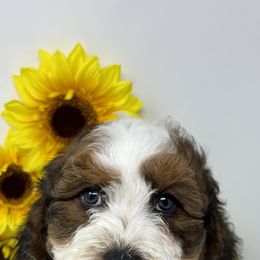 Bernedoodles from Doodle Heaven