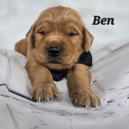 Black - Dark golden male Golden Retriever puppy in Taft, Tennessee from McGraw's Fetching Pups