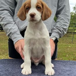 Maroon Boy - Orange and white male Brittany puppy in Milner, Georgia from Hi-Hope Kennel