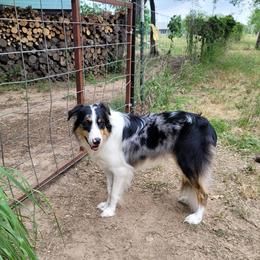 Sushi - Blue merle male Border Collie puppy in Morgan, Texas from Shooting Star Ranch