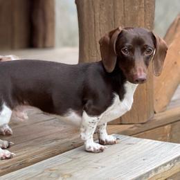 Chaps - Dachshund