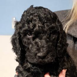 Mojito - Black male Poodle puppy in Stephentown, New York from Creme de la Poodle, standard poodles