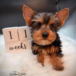 Boy 1 standard - Black and tan male Yorkshire Terrier puppy in Machesney Park, Illinois from Three Yorkie Family