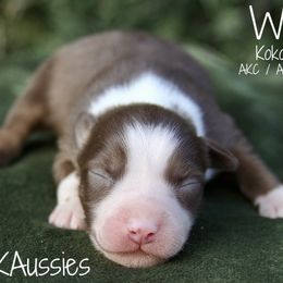 Woody - Red tri-color male Australian Shepherd puppy in Grapeland, Texas from Smokin K Aussies