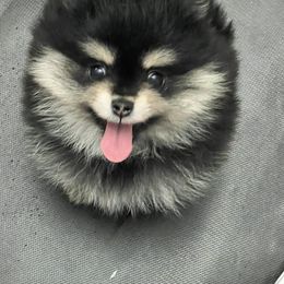Pomeranian Puppies from POMS USA