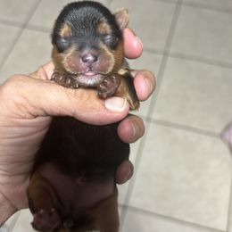 Solara - Black and tan female Yorkshire Terrier puppy in West Palm Beach, Florida from xoxo yorkies